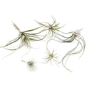 CHIVE Artificial Air Plants — Bulk Set of 5, Large — Ultra Realistic Fake Tillandsia Bromeliad Plants — Decorative Faux Succulents for Home & Office Decor — No Care Needed! by GreenHaven Gardens