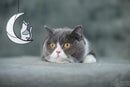Gray and White Cat Memorial Gifts Loss of Cat British Shorthair Stained Glass Cat Suncatcher Cat Died Sympathy Gifts for Cat Lovers Cat Loss Sympathy Gift by GreenHaven Gardens