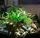 Java Fern Planted on Driftwood Microsorum Pteropus Freshwater Easy Low Light Live Aquarium Plant Decorations 3 Days Guarantee by Mainam by GreenHaven Gardens