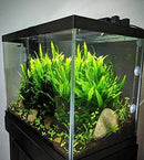 Java Fern Planted on Driftwood Microsorum Pteropus Freshwater Easy Low Light Live Aquarium Plant Decorations 3 Days Guarantee by Mainam by GreenHaven Gardens