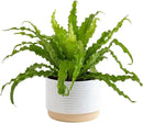 Costa Farms Bird's Nest Fern Plant, Easy Care Live Indoor Houseplant in Modern Decor Planter, Potted in Soil Potting Mix, Outdoor Garden Gift, Beautiful Home Décor, Housewarming Gift, 15-Inches Tall by GreenHaven Gardens