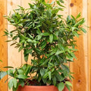 Mediterranean Bay Leaf, Bay Laurel Live Plant. Standard Variety - Laurus Nobilis. Live Plant. Fragrant, Fresh, Edible. Best for Ground Planting Outdoor. (2 Bay Laurel Plants in Sac) by GreenHaven Gardens