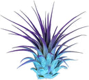 Rainbow 3 Pack, Ionantha Guatemala Tillandsia Air Plant, Live Airplant, Healthy Arrival Guaranteed, Great Indoor Plant, Home Decor & Gift by GreenHaven Gardens