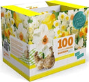 100 Narcissus Daffodil Mix Flower Bulb Box with Easy Carry Handle - White & Yellow Colors - Weeks of Easy to Grow Flowers - Plant in Gardens, Containers & Flowerbeds - Planting Instructions Included by GreenHaven Gardens
