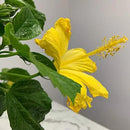 Hibiscus Live Plant - Yellow Hibiscus Bush - Flowering Plants - Yellow Ft. Myers - Overall Height 26" to 28" - (Plant Only)… by GreenHaven Gardens