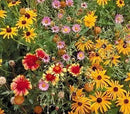 Dirt Goddess Super Seeds ~ All Perennial Wildflower Seed Mix (1/4 Lb) 84,000 Seeds Non GMO Bulk by GreenHaven Gardens