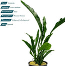 Live Jungle Plants - Anubias Heterophylla ‘Supernova’ - Large Leaf Rhizome Plant for Midground to Background Freshwater Aquascapes, Low Light Accent - Pot by GreenHaven Gardens