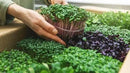 Organic Microgreens Premium Potting Mix: Superior Nutrient Retention and Plant Vitality - 5 Quart by GreenHaven Gardens