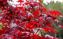 Red Japanese Maple - Live Plant 2-3 feet Tall - Deep Red Leaves by GreenHaven Gardens