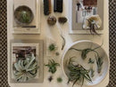 Air Plants - Freyja Gift Box - 10ct - Live Arrival Guaranteed - House Plants for Home Decor & Gift by GreenHaven Gardens