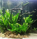 Mainam Java Fern on Driftwood (5-6 Inch) | Microsorum Pteropus Freshwater Easy Low Light Live Aquarium Plant Decorations 3 Days Guarantee by GreenHaven Gardens