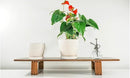 Docrin Ceramic Plant Pots Indoor: 6.6 + 5.5 Inch Planters with Drainage Holes and Saucer for Home/Office - Set of 2 /White by GreenHaven Gardens