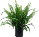 Costa Farms Kimberly Queen Fern, Live Indoor Plant, Houseplant in Grower Pot, 2-3 Feet Tall by GreenHaven Gardens