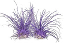 Thin Air Plant, Guatemala Tillandsia Live Airplant, Healthy Arrival Guaranteed, Great Indoor Plant, Home Decor & Gift (2 Purple) by GreenHaven Gardens