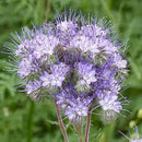 Outsidepride Lacy Phacelia Seeds for Planting - 1 Lb. Annual, Drought-Tolerant Wildflower Seeds with Light Violet Flowers, Ideal for Pollinator Gardens, Erosion Control, & Attracts Bees & Butterflies by GreenHaven Gardens