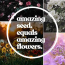 Northeastern Wildflower Seeds Bulk – 1/4 lb, 160,000+ Seeds – Native Northeast Wildflower Mix – Annual & Perennial Flower Seed for Planting – Pollinator-Friendly Garden Mix by GreenHaven Gardens