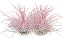 Thin Air Plant, Guatemala Tillandsia Live Airplant, Healthy Arrival Guaranteed, Great Indoor Plant, Home Decor & Gift (2 Light Pink) by GreenHaven Gardens