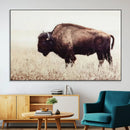 Bison in Field Wall Art Canvas Print For Farmhouse Barn