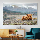Highland Cow Horn Farm Wall Art Canvas Print