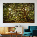 Ancient Angel Oak Tree Art Sunburst Canvas Print-