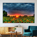 Golden Sunflower Field at Sunset – Breathtaking Sky and