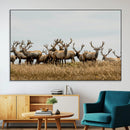 Elk Herd Wall Art Canvas Print – Framed Wildlife Photography