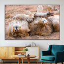 Lion Pair Wall Art Canvas Print – Framed Wildlife Scene with