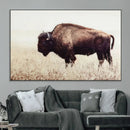 Bison in Field Wall Art Canvas Print For Farmhouse Barn
