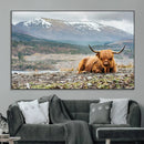 Highland Cow Horn Farm Wall Art Canvas Print