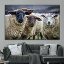 Charming Sheep Portrait Wall Art – Trio of Woolly Companions by MyGreatCanvas | Canvas Wall Art Prints | Photo Prints & Wall Decor