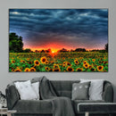 Golden Sunflower Field at Sunset – Breathtaking Sky and