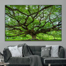 Angel Oak Tree Wall Art Canvas Print – Framed Majestic