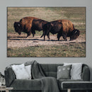 Bison Wall Art Canvas Print – Framed Western Wildlife Modern by MyGreatCanvas | Canvas Wall Art Prints | Photo Prints & Wall Decor