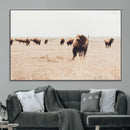 Bison Herd Wall Art Canvas Print – Framed Western Prairie