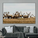 Elk Herd Wall Art Canvas Print – Framed Wildlife Photography by MyGreatCanvas | Canvas Wall Art Prints | Photo Prints & Wall Decor