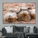 Lion Pair Wall Art Canvas Print – Framed Wildlife Scene with