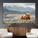Highland Cow Horn Farm Wall Art Canvas Print