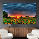Golden Sunflower Field at Sunset – Breathtaking Sky and