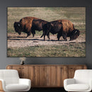 Bison Wall Art Canvas Print – Framed Western Wildlife Modern by MyGreatCanvas | Canvas Wall Art Prints | Photo Prints & Wall Decor