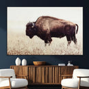 Bison in Field Wall Art Canvas Print For Farmhouse Barn