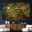Ancient Angel Oak Tree Art Sunburst Canvas Print-