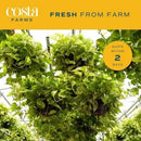 Costa Farms Golden Pothos Live Plant, Easy Care Indoor House Plant in Grower's Pot, Potting Soil, Great for Outdoor Hanging Planter or Basket, Housewarming Gift, Desk Decor, Room Decor, 10-Inches Tall by GreenHaven Gardens