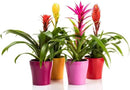 Organic Bromeliad Soil Blend - Enhance The Beauty and Resilience of Your Plants - 20 QUARTS by GreenHaven Gardens