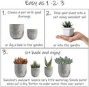 Altman Plants, Live Succulents Plants (50 Pack), Nursery Pots Variety Pack, Bulk Succulents Plants Live Plants Indoor Plants Live House Plants Indoors Live Indoor Plants Live Houseplants Live Indoor by GreenHaven Gardens