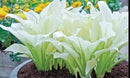 Amazing Deal - 24 Hosta Bare Roots Plants w/Planting Shovel - Mixed Heart-Shaped, Rich Green Foliage, Attracts Butterflies, Hummingbirds & Pollinators, Low Maintenance & Extremely Hardy - Zones 3–9 by GreenHaven Gardens