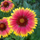 Non GMO Bulk Annual Gaillardia Blanket Flower Seed -Gaillardia pulchella (10 Lbs) by GreenHaven Gardens