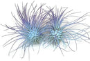 Thin Air Plant, Guatemala Tillandsia Live Airplant, Healthy Arrival Guaranteed, Great Indoor Plant, Home Decor & Gift (2 Rainbow