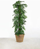 Monstera Adansonii Planting Mix: Maximize Aeration, Drainage & Nutrient Holding Capacity - 5 Quart Bag