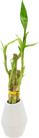 Arcadia Garden Products 5-Stem Lucky Bamboo, Live Indoor Plant in Dimension II Ceramic Planter for Home, Work, or Gift, White. ***Cannot Ship to Hawaii*** by GreenHaven Gardens