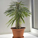 Organic Natural Mulch Cover - Create an Eco-Friendly Garden with Natural Weed Control - 20 QUARTS by GreenHaven Gardens
